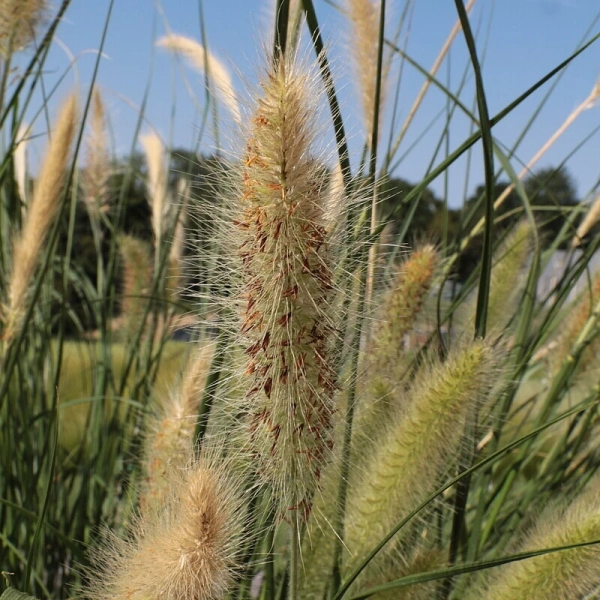 Rozplenica japońska 'Lady U' – Pennisetum, piórkówka kłosy